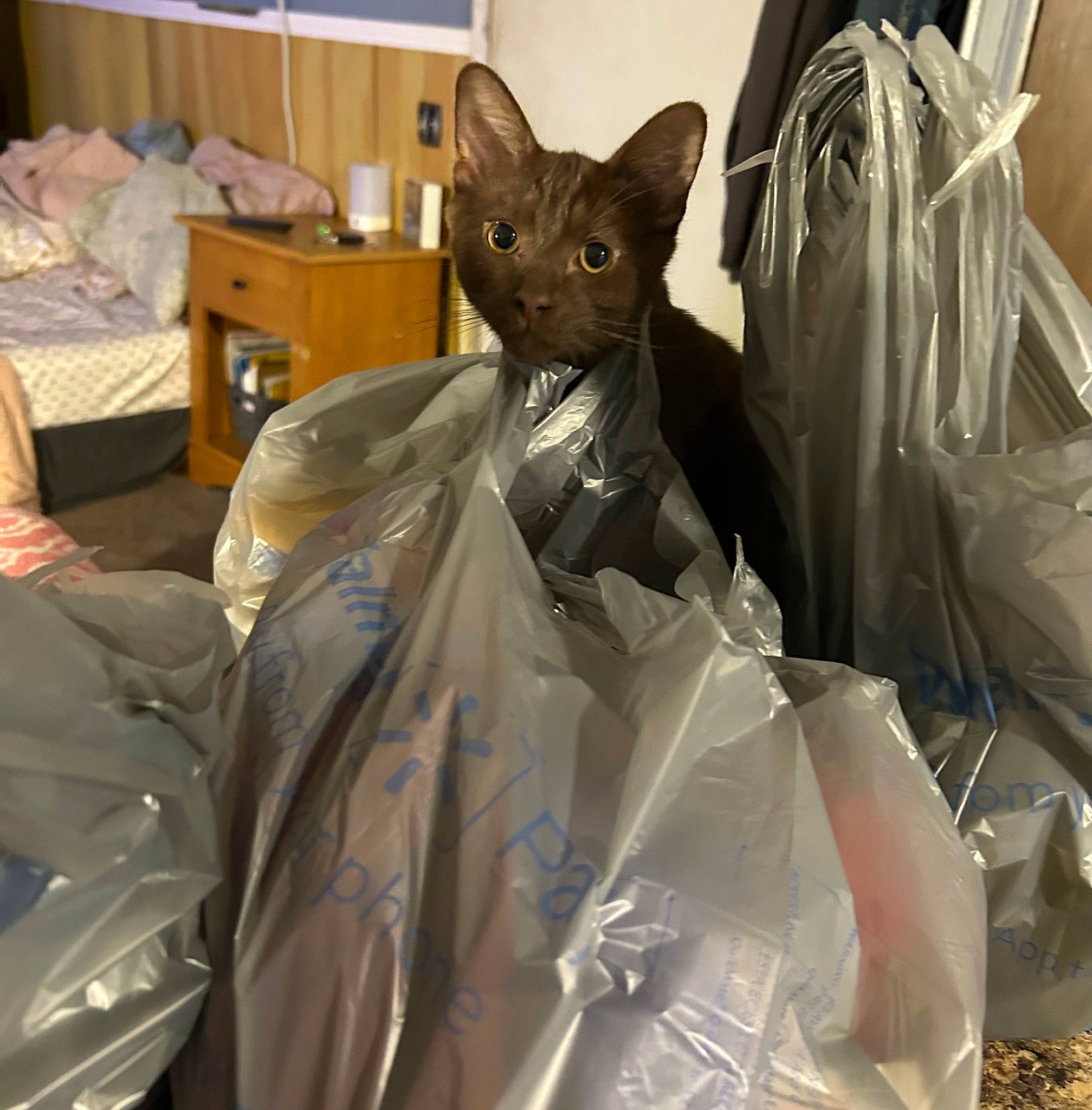 Leroy is registered to the contest to win money with this photo: cabinetry, canidae, carnivore, cat, comfort, costume, domestic_short_haired_cat, event, fashion_design, fawn, felidae, fictional_character, fur, grey, linens, plastic, plastic_bag, room, small_to_medium_sized_cats, whiskers