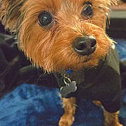 Dallas joined the competition — help win amazing prizes! dog, yorkshire_terrier, pet, close_up, big_eyes, nose, fur, collar, id_tag, blanket, bed, indoor, portrait, small_dog, cute, whiskers, ears, paw, black_clothing, fur_texture