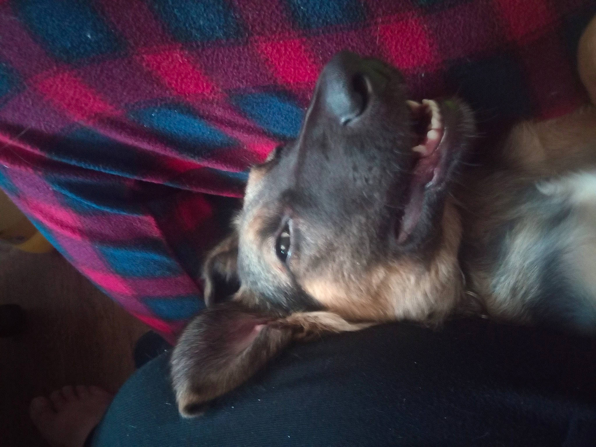 Merlin joined the competition — help win amazing prizes! canidae, carnivore, dog, dog_breed, ear, fawn, mammal, nose, puppy, skin, snout, whiskers