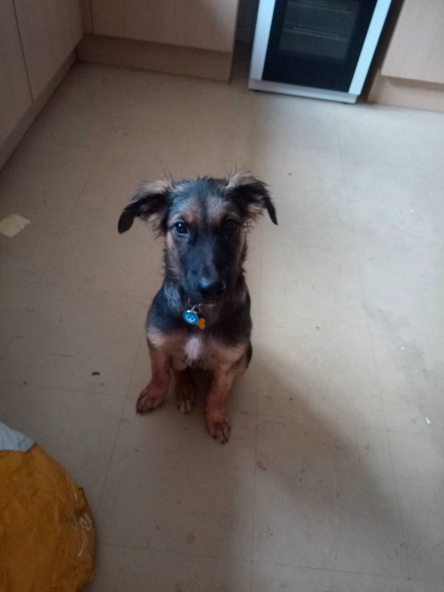 Merlin is registered to the contest to win money with this photo: border_terrier, canidae, carnivore, companion_dog, dog, dog_breed, fawn, floor, flooring, puppy, snout