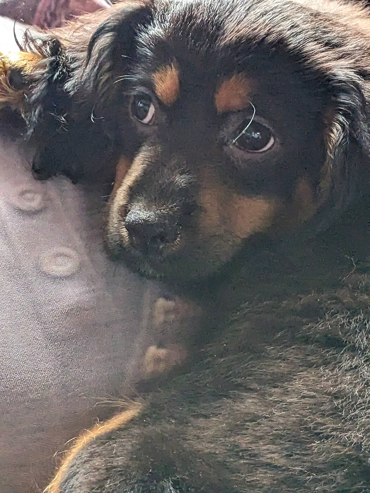 Winnie joined the competition — help win amazing prizes! canidae, carnivore, companion_dog, dog, dog_breed, fawn, fur, liver, paw, puppy, puppy_love, snout, soil, spaniel, sporting_group, street_dog, terrestrial_animal, whiskers, working_animal, working_dog