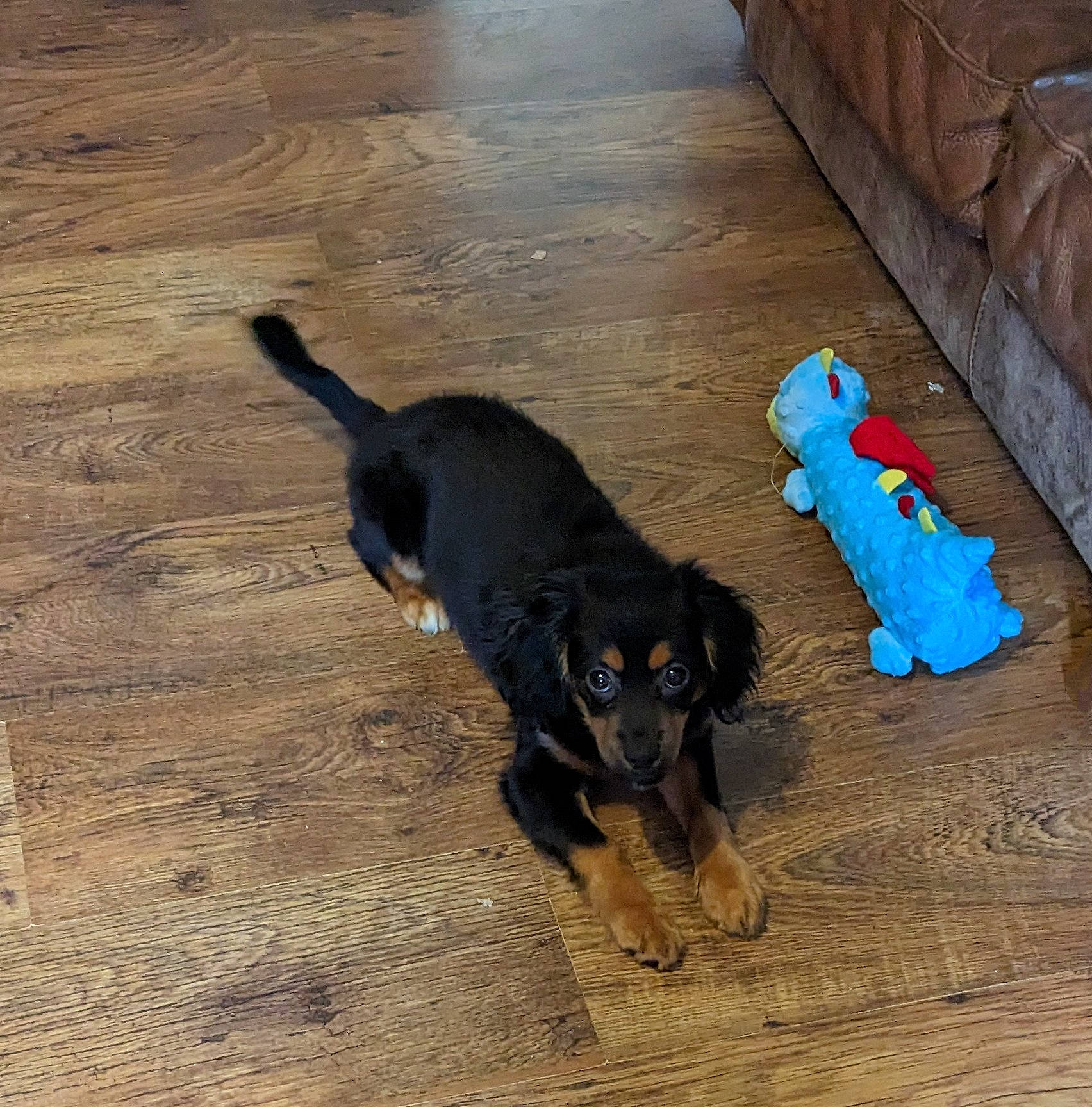 Winnie joined the competition — help win amazing prizes! canidae, carnivore, collar, companion_dog, dog, dog_breed, dog_collar, dog_supply, fawn, floor, flooring, hardwood, liver, pet_supply, tail, terrestrial_animal, wood, wood_flooring, wood_stain, working_animal