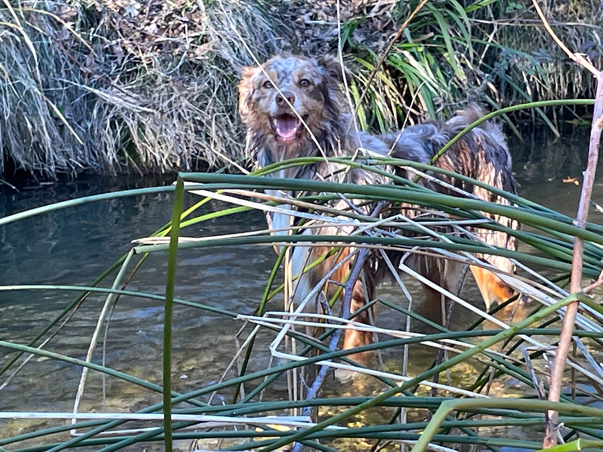 Raven a rejoint le concours — aidez-le/la à gagner de superbes lots ! bog, carnivore, freshwater_marsh, grass, grass_family, jungle, lake, marsh, plant, pond, porcupine, reflection, terrestrial_animal, terrestrial_plant, twig, watch, water, wetland, wildlife, wood