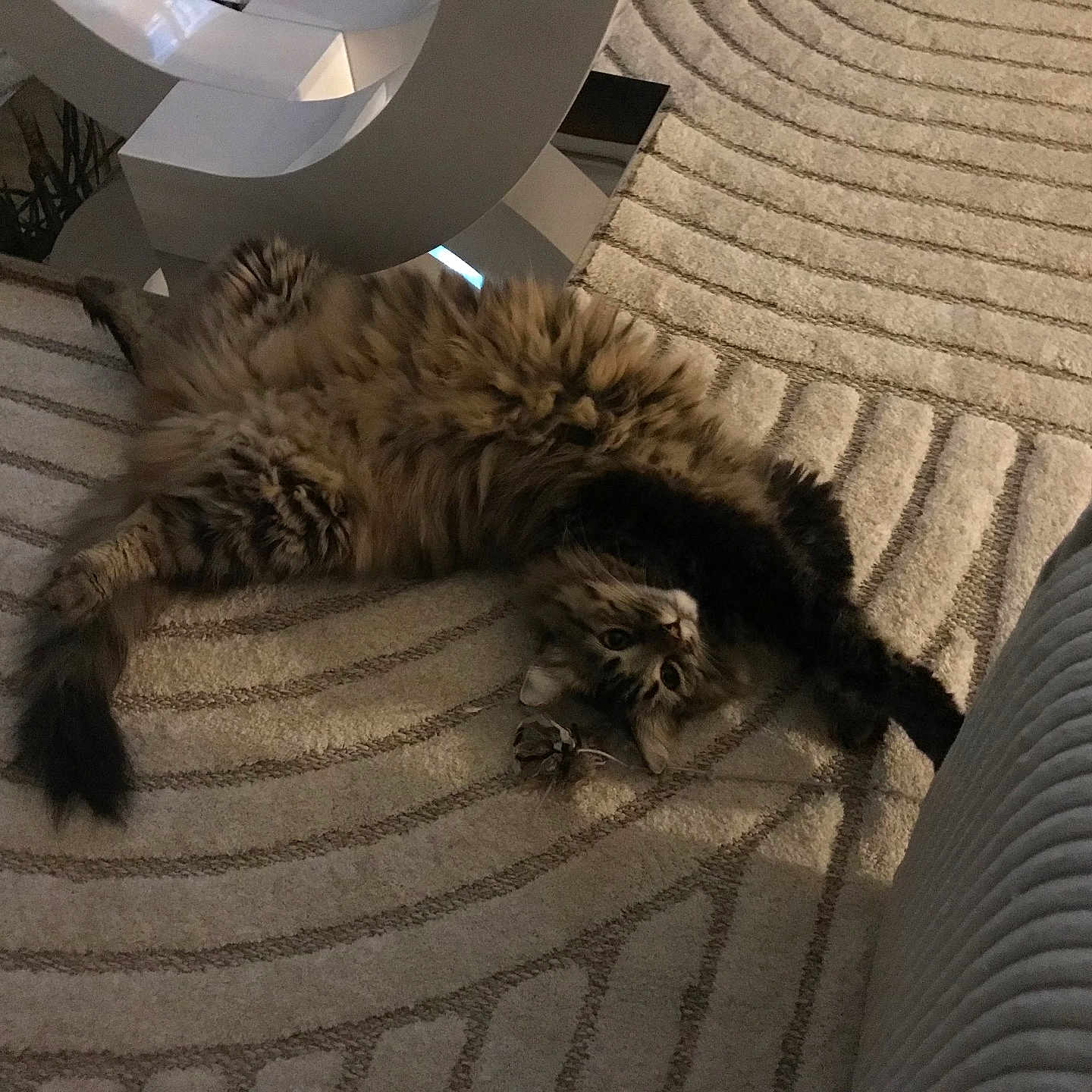 Ambre participe au concours pour gagner de l'argent avec cette photo : animal, carpet, cat, cozy, domestic, feline, floor, fluffy, fur, home, indoor, mammal, pet, playful, relaxed, resting, stretching, striped, tabby, table