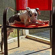 Scruffy is registered to the contest to win money with this photo: animal, black_and_white, canine, chair, curious, daylight, dog, floor, furniture, glass, legs, orange, outdoor, patio, pet, relaxed, resting, shadow, spotted, sunlight
