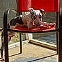 animal, black_and_white, canine, chair, curious, daylight, dog, floor, furniture, glass, legs, orange, outdoor, patio, pet, relaxed, resting, shadow, spotted, sunlight