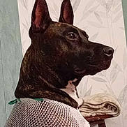 Princesse a rejoint le concours — aidez-le/la à gagner de superbes lots ! dog, indoor, mesh_vest, brown_dog, folded_blanket, wallpaper, pet, side_profile, ear, fur, animal, furniture, table, blanket, looking_away, domestic_animal, canine, resting, portrait, cozy