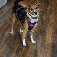 Layla is registered to the contest to win money with this photo: dog, purple_harness, green_collar, wooden_floor, indoor, pet, canine, brown_and_white, alert, tail_wagging, kitchen, stove, cabinet, tag, flooring, domestic_animal, standing, looking_at_camera, curious, household