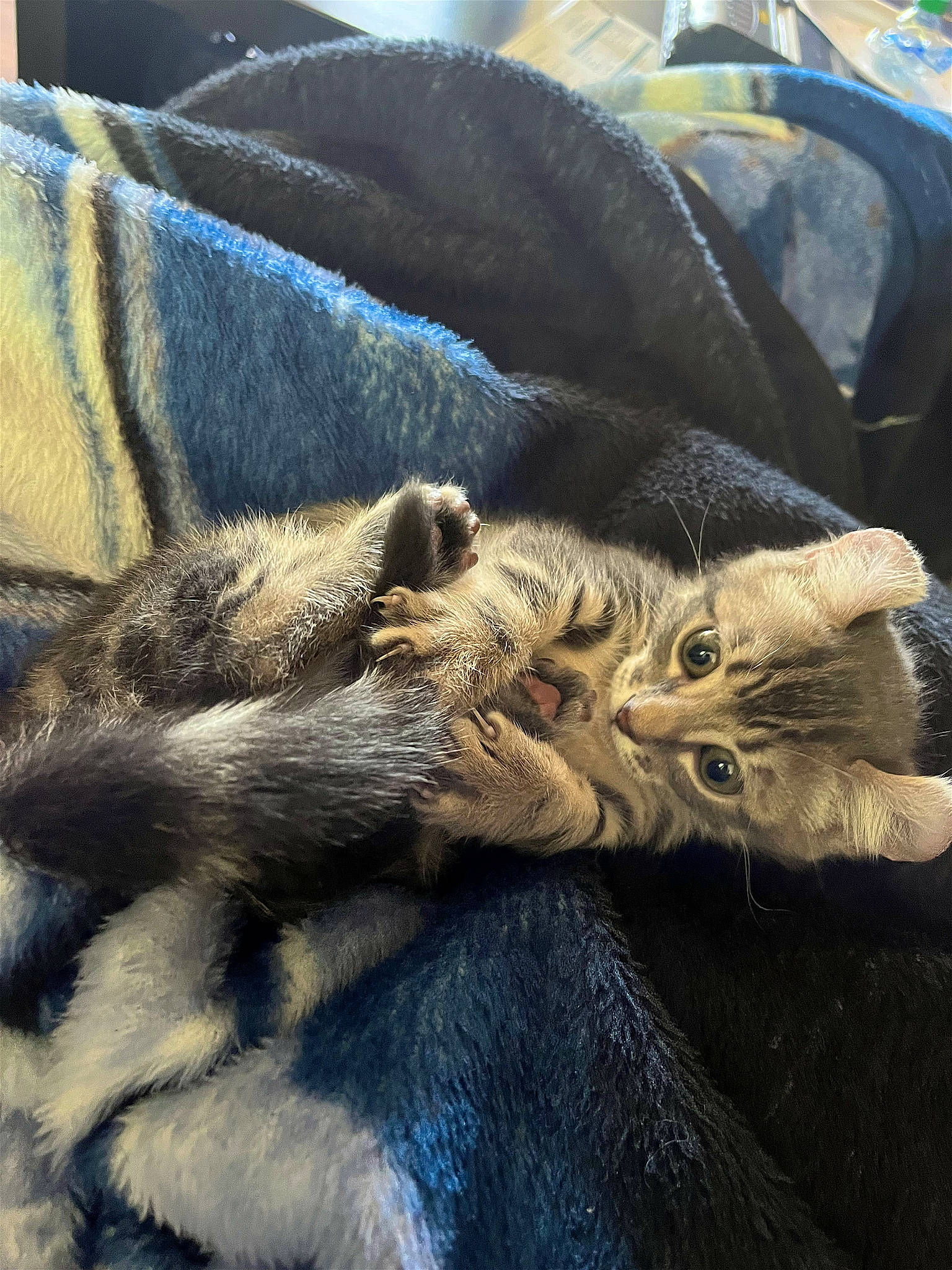 Sapphire is registered to the contest to win money with this photo: carnivore, cat, claw, comfort, denim, domestic_short_haired_cat, electric_blue, felidae, fur, grey, human_leg, mammal, paw, small_to_medium_sized_cats, tail, terrestrial_animal, textile, whiskers