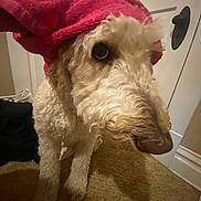 Lennox is registered to the contest to win money with this photo: dog, curly_fur, towel, pink, indoor, carpet, door, pet, animal, close_up, fur, canine, domestic, looking_up, head_tilt, white, black_handle, curious, household, companion