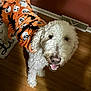 dog, white_dog, curly_fur, blanket, orange_blanket, halloween_theme, skull_pattern, bat_pattern, wooden_floor, smiling_dog, pet, indoor, vent, happy, looking_up, cozy, fur, animal, cute, home