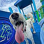 dog, tongue, playground, blue, outdoor, cloudy_sky, pet, curly_fur, happy, closeup, play, animal, summer, fun, tongue_out, canine, collar, grass, daytime, park