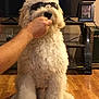 dog, sunglasses, hand, treat, wooden_floor, television, photo_frame, living_room, furniture, pet, indoor, fluffy, white_dog, sitting, curly_fur, human_hand, casual, home, relaxed, cute