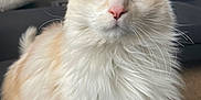 Bae Bae is registered to the contest to win money with this photo: cat, fluffy, yellow_eyes, white_fur, cream_fur, pet, indoor, furniture, couch, pillow, closeup, portrait, animal, whiskers, ears, sitting, domestic_cat, home, soft_light, curtain