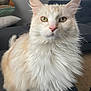 cat, fluffy, yellow_eyes, white_fur, cream_fur, pet, indoor, furniture, couch, pillow, closeup, portrait, animal, whiskers, ears, sitting, domestic_cat, home, soft_light, curtain