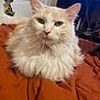 Bae Bae is registered to the contest to win money with this photo: cat, fluffy, cream_color, white, pet, indoor, blanket, orange, fur, whiskers, ears, face, animal, resting, looking, feline, closeup, domestic, cute, cozy