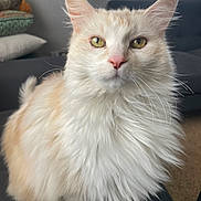 Bae Bae joined the competition — help win amazing prizes! cat, fluffy, yellow_eyes, white_fur, cream_fur, pet, indoor, furniture, couch, pillow, closeup, portrait, animal, whiskers, ears, sitting, domestic_cat, home, soft_light, curtain