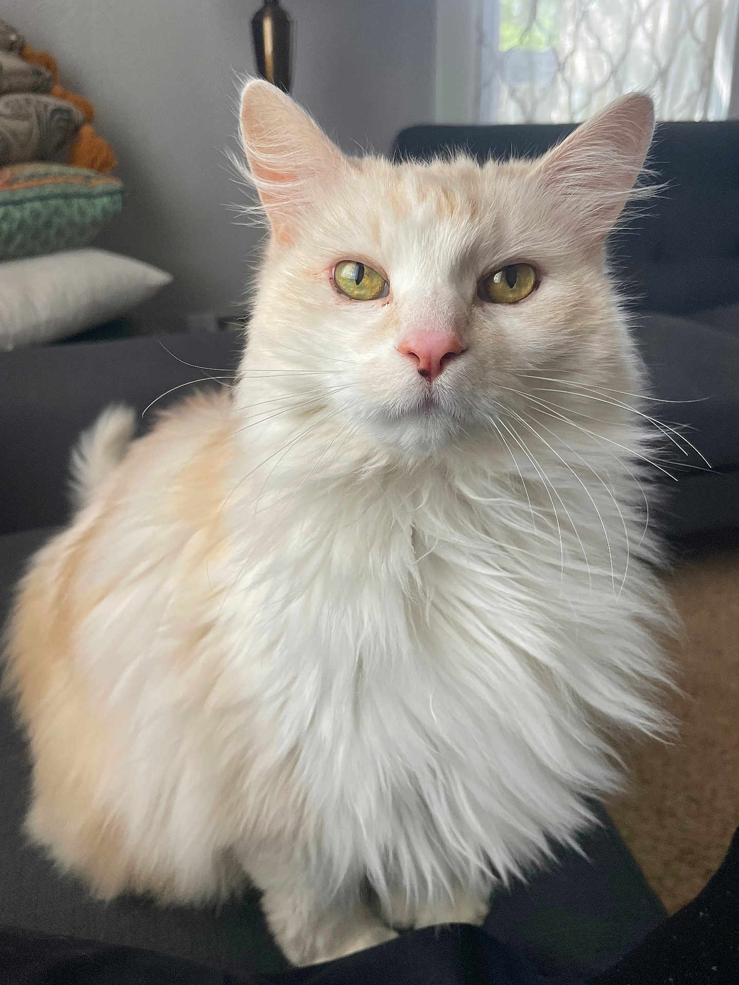Bae Bae joined the competition — help win amazing prizes! cat, fluffy, yellow_eyes, white_fur, cream_fur, pet, indoor, furniture, couch, pillow, closeup, portrait, animal, whiskers, ears, sitting, domestic_cat, home, soft_light, curtain