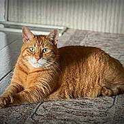 Key joined the competition — help win amazing prizes! alert, animal, cat, domestic_cat, ears, feline, floor, fur, green_eyes, home, indoor, lying_down, orange_tabby, paws, pet, portrait, relaxed, resting, rug, whiskers