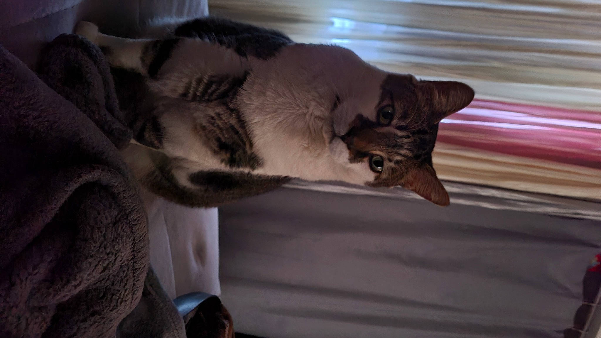 Toby is registered to the contest to win money with this photo: canidae, carnivore, cat, comfort, domestic_short_haired_cat, ear, fawn, felidae, fur, grey, paw, small_to_medium_sized_cats, snout, tail, whiskers, wildlife, wood