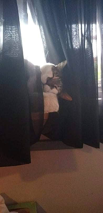 Toby joined the competition — help win amazing prizes! carnivore, cat, comfort, curtain, felidae, floor, flooring, fur, grey, hardwood, linens, room, shade, small_to_medium_sized_cats, tail, tints_and_shades, whiskers, window, window_treatment, wood