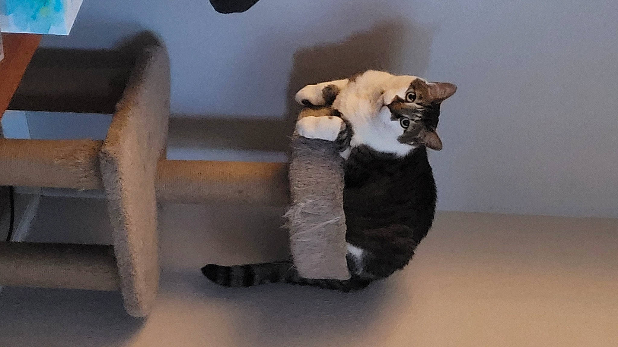 Toby joined the competition — help win amazing prizes! art, carnivore, chair, comfort, companion_dog, fawn, felidae, fur, grey, jaw, plush, room, small_to_medium_sized_cats, snout, stuffed_toy, tail, terrestrial_animal, toy, whiskers, wood