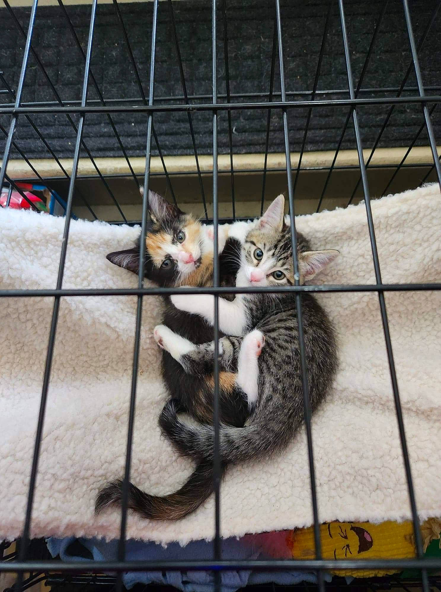 Sally And Charlie is registered to the contest to win money with this photo: animal_shelter, cage, carnivore, cat, chain_link_fencing, domestic_short_haired_cat, felidae, fence, fur, line, mammal, mesh, metal, pet_supply, small_to_medium_sized_cats, snout, tail, vertebrate, whiskers, wire_fencing