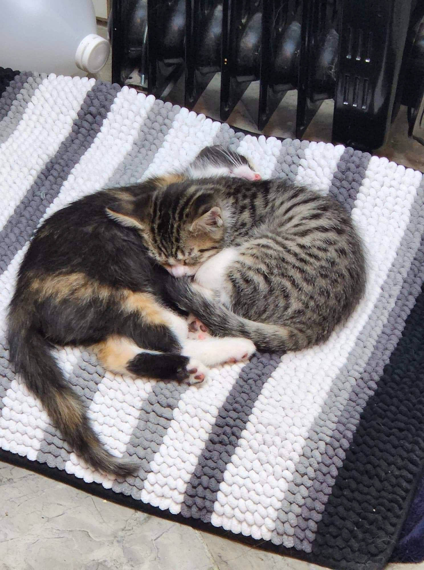 Sally And Charlie is registered to the contest to win money with this photo: carnivore, cat, cat_bed, comfort, domestic_short_haired_cat, felidae, flooring, fur, grey, interior_design, linens, paw, pet_supply, room, small_to_medium_sized_cats, snout, tail, textile, whiskers, wood