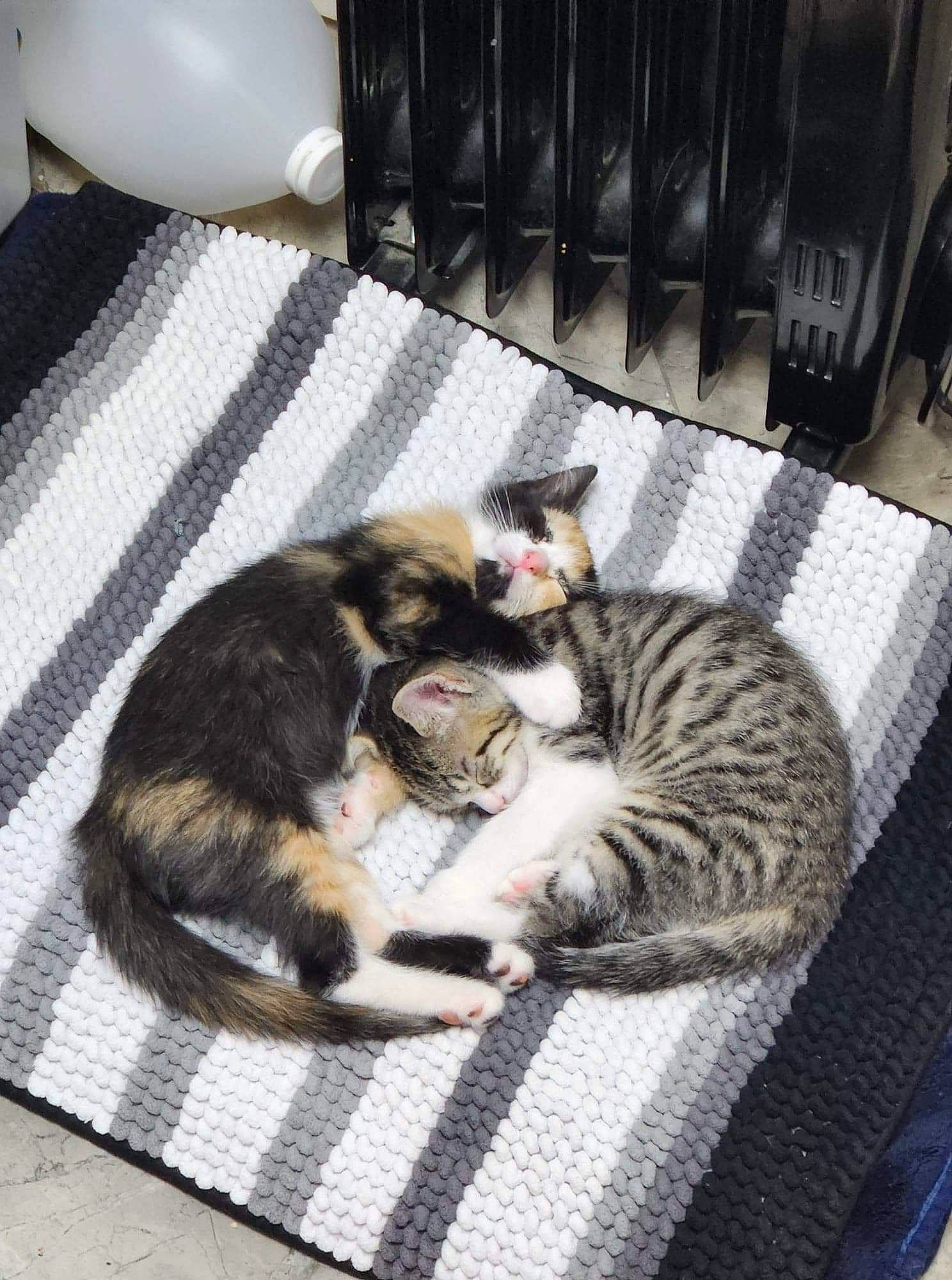 Sally And Charlie joined the competition — help win amazing prizes! balloon, carnivore, cat, claw, comfort, domestic_short_haired_cat, felidae, flooring, fur, nap, paw, room, sitting, sleep, small_to_medium_sized_cats, tail, whiskers