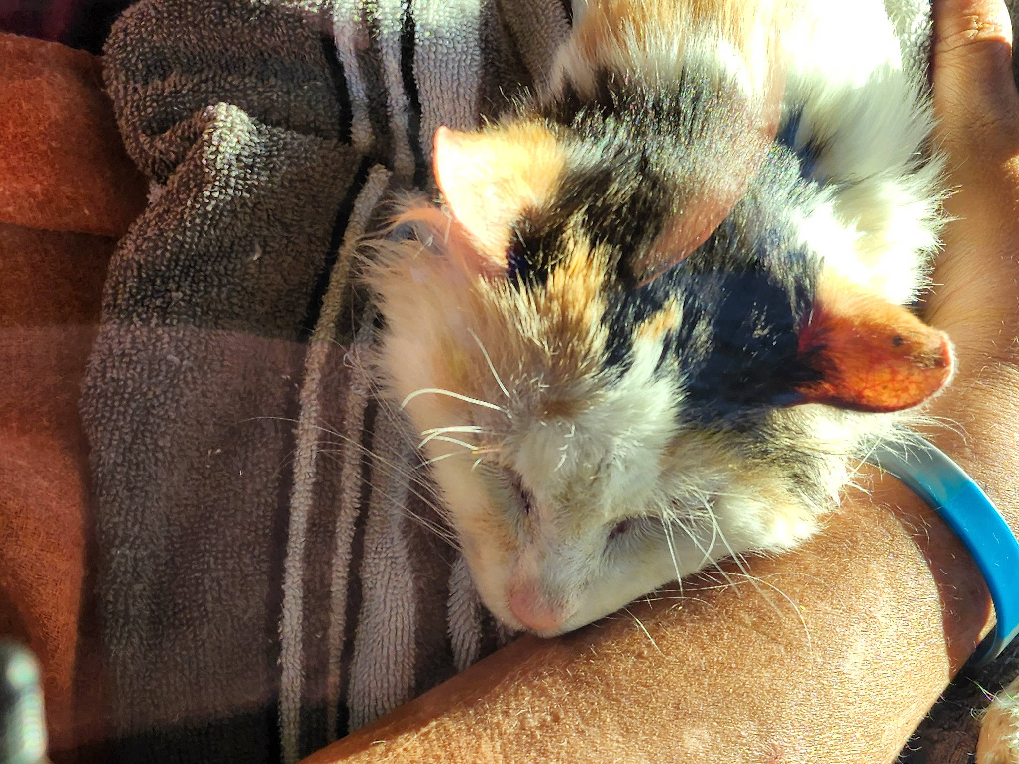 Alice joined the competition — help win amazing prizes! carnivore, cat, claw, comfort, domestic_short_haired_cat, fawn, felidae, foot, fur, nap, paw, sleep, small_to_medium_sized_cats, snout, tail, toe, whiskers