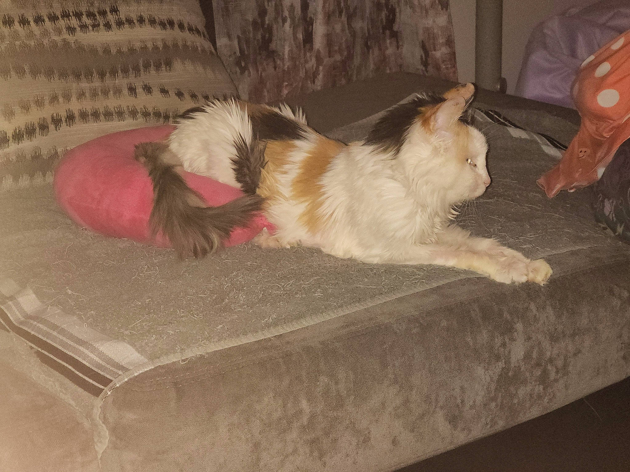 Alice joined the competition — help win amazing prizes! canidae, carnivore, cat, claw, comfort, companion_dog, dog_breed, fawn, felidae, flooring, fur, hardwood, nap, paw, room, small_to_medium_sized_cats, sporting_group, tail, whiskers, wood