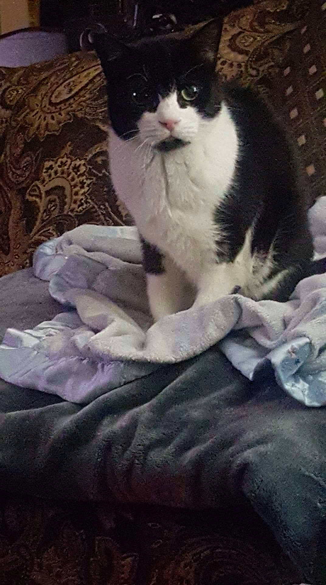 Dakota joined the competition — help win amazing prizes! carnivore, cat, comfort, domestic_short_haired_cat, felidae, formal_wear, fur, grey, human_leg, linens, paw, sitting, small_to_medium_sized_cats, stairs, tail, tree, whiskers