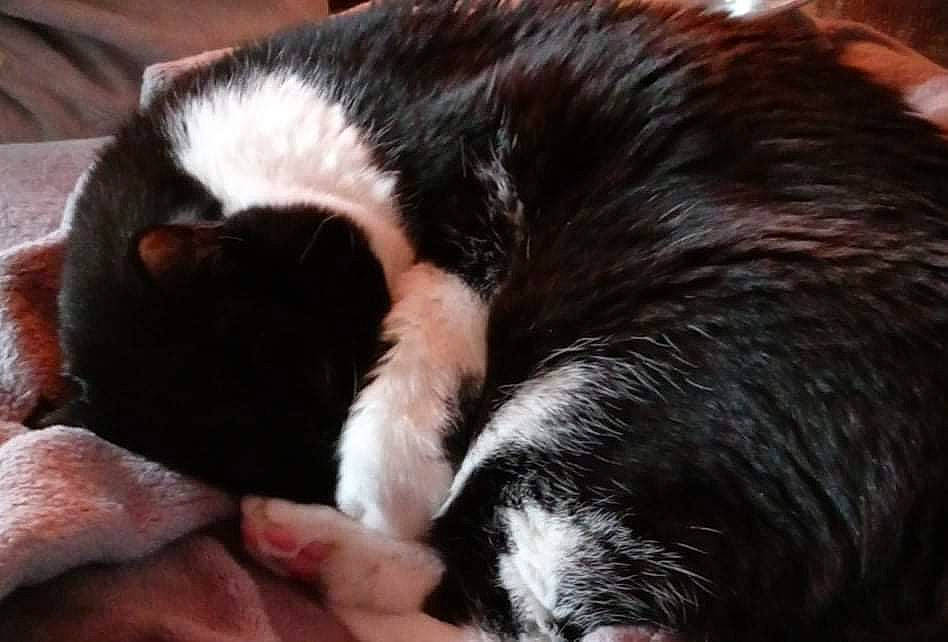 Dakota joined the competition — help win amazing prizes! bored, canidae, carnivore, cat, cat_supply, claw, comfort, companion_dog, dog_breed, felidae, fur, nap, sleep, small_to_medium_sized_cats, snout, sporting_group, tail, terrestrial_animal, whiskers