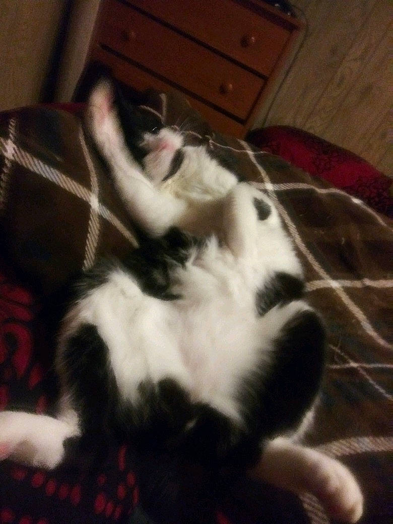 Dakota is registered to the contest to win money with this photo: cabinetry, carnivore, cat, chest_of_drawers, cloud, comfort, companion_dog, dog_breed, domestic_short_haired_cat, drawer, felidae, fur, nap, paw, room, small_to_medium_sized_cats, snout, tail, whiskers, wood