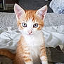 Olaf a rejoint le concours — aidez-le/la à gagner de superbes lots ! aegean_cat, american_wirehair, cat, cat_like_mammal, domestic_short_haired_cat, european_shorthair, fauna, fur, kitten, small_to_medium_sized_cats, snout, tabby_cat, whiskers