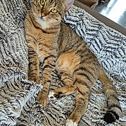 Mickey a rejoint le concours — aidez-le/la à gagner de superbes lots ! cat, tabby, pet, animal, indoor, blanket, fur, relaxed, cozy, cute, whiskers, paws, tail, feline, domestic, soft, comfort, resting, curious, eyes