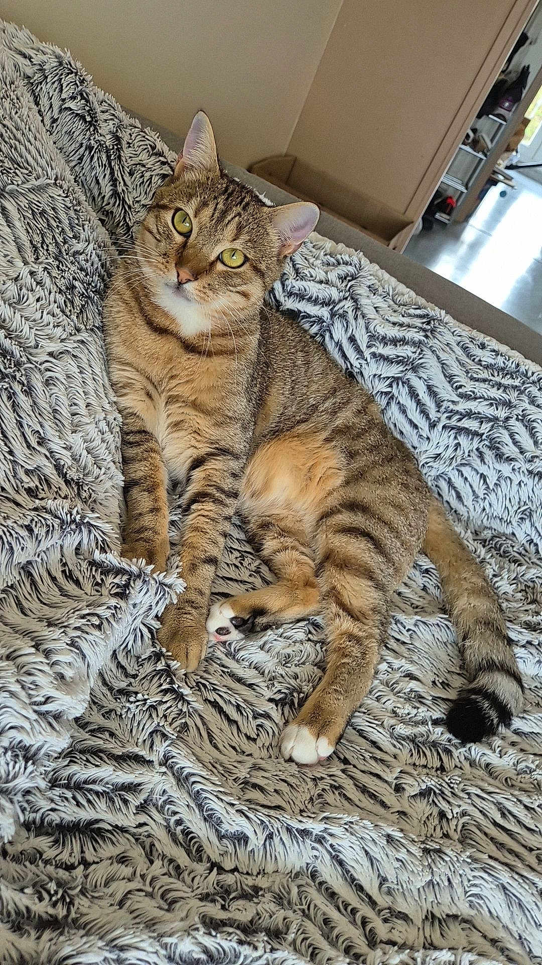 Mickey a rejoint le concours — aidez-le/la à gagner de superbes lots ! cat, tabby, pet, animal, indoor, blanket, fur, relaxed, cozy, cute, whiskers, paws, tail, feline, domestic, soft, comfort, resting, curious, eyes