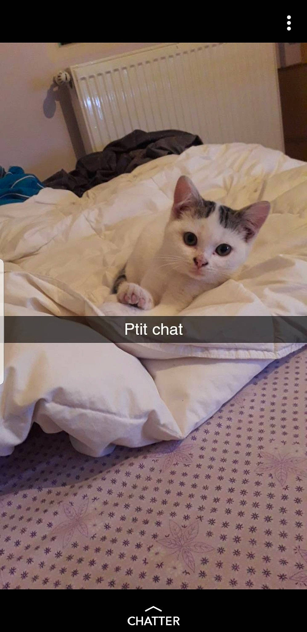 Princesse participe au concours pour gagner de l'argent avec cette photo : asian, burmilla, carnivore, cat, colorpoint_shorthair, domestic_short_haired_cat, felidae, fur, khao_manee, kitten, photo_caption, ragdoll, small_to_medium_sized_cats, thai, turkish_angora, turkish_van, whiskers