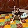 Alvin participe au concours pour gagner de l'argent avec cette photo : animal, blanket, brown_dog, colorful_tiles, cozy, curious, dog, domestic_animal, ears_up, floor, home, indoor, leash, looking_at_camera, pet_bed, puppy, stretching, tile_floor, white_markings, wooden_cabinets