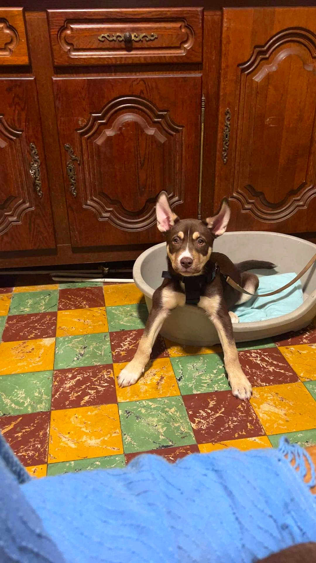 Alvin participe au concours pour gagner de l'argent avec cette photo : animal, blanket, brown_dog, colorful_tiles, cozy, curious, dog, domestic_animal, ears_up, floor, home, indoor, leash, looking_at_camera, pet_bed, puppy, stretching, tile_floor, white_markings, wooden_cabinets