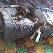 Alvin participe au concours pour gagner de l'argent avec cette photo : blanket, brown, colorful, couch, cozy, curious, dog, ear, floor, home, indoor, laying, pattern, pet, plastic_bottle, puppy, relaxed, striped, tiles, white