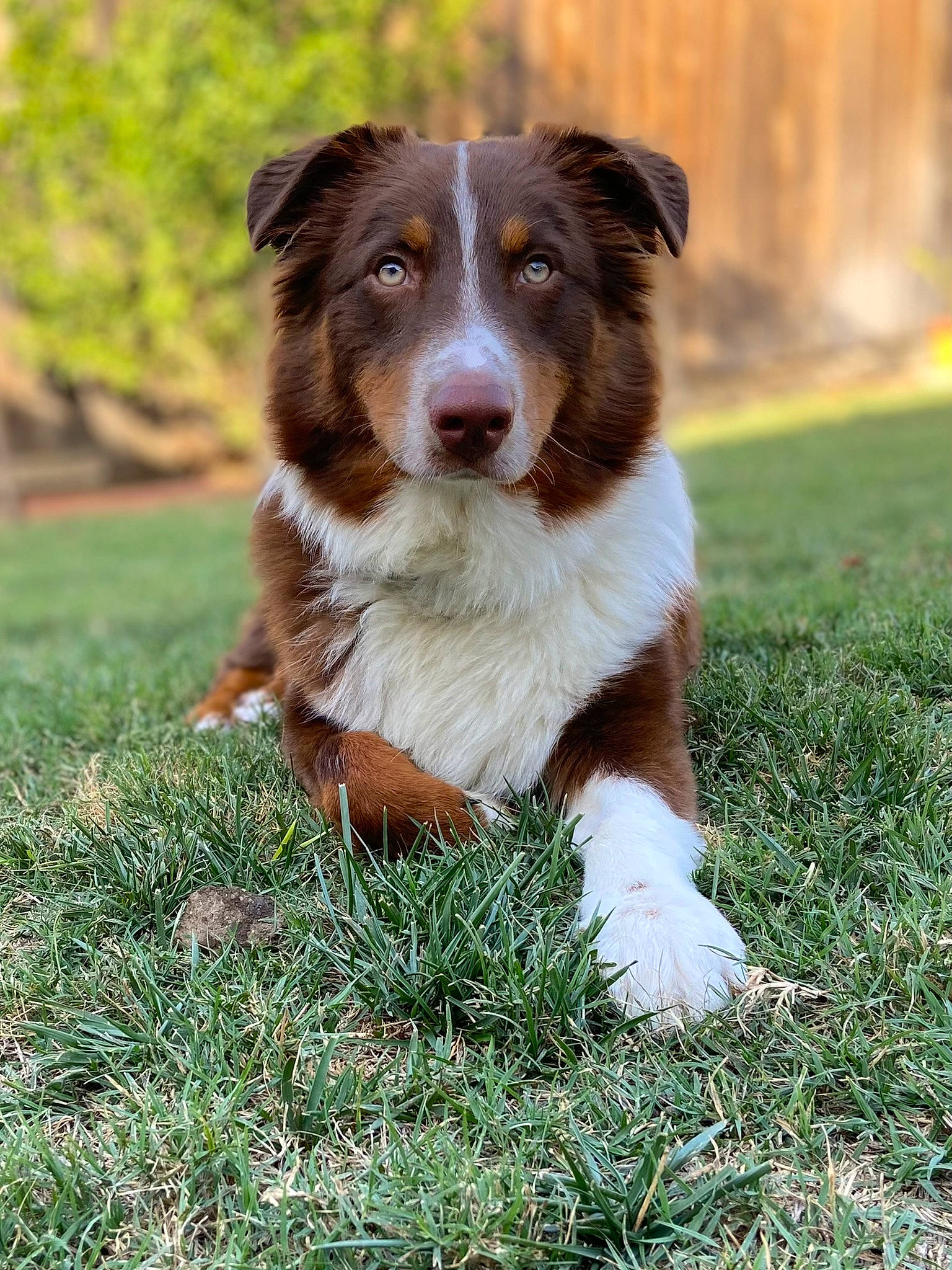 Oakley is registered to the contest to win money with this photo: australian_collie, australian_shepherd, border_collie, canidae, carnivore, companion_dog, dog, dog_breed, grass, gun_dog, herding_dog, liver, plant, working_animal, working_dog