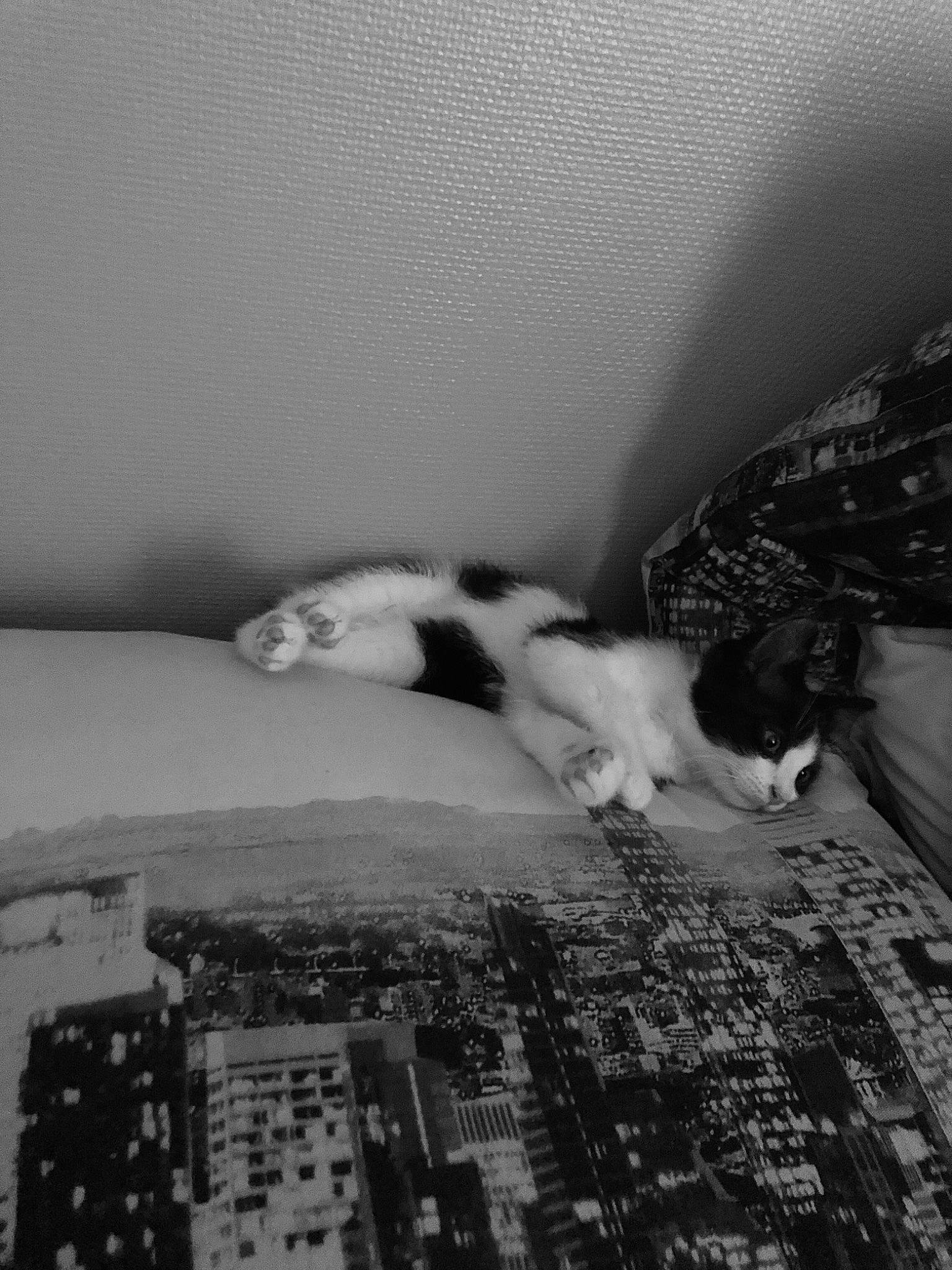 Squicky participe au concours pour gagner de l'argent avec cette photo : black, black_and_white, carnivore, cat, city, comfort, domestic_short_haired_cat, felidae, flooring, fur, grey, line, monochrome, monochrome_photography, room, small_to_medium_sized_cats, stock_photography, style, tail, whiskers