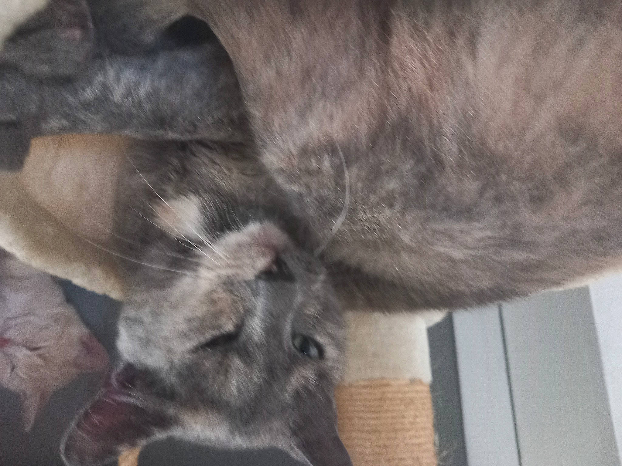 Ficelle participe au concours pour gagner de l'argent avec cette photo : carnivore, cat, claw, comfort, dog_breed, domestic_short_haired_cat, ear, felidae, fur, grey, hardwood, human_leg, natural_material, paw, small_to_medium_sized_cats, snout, sporting_group, tail, whiskers