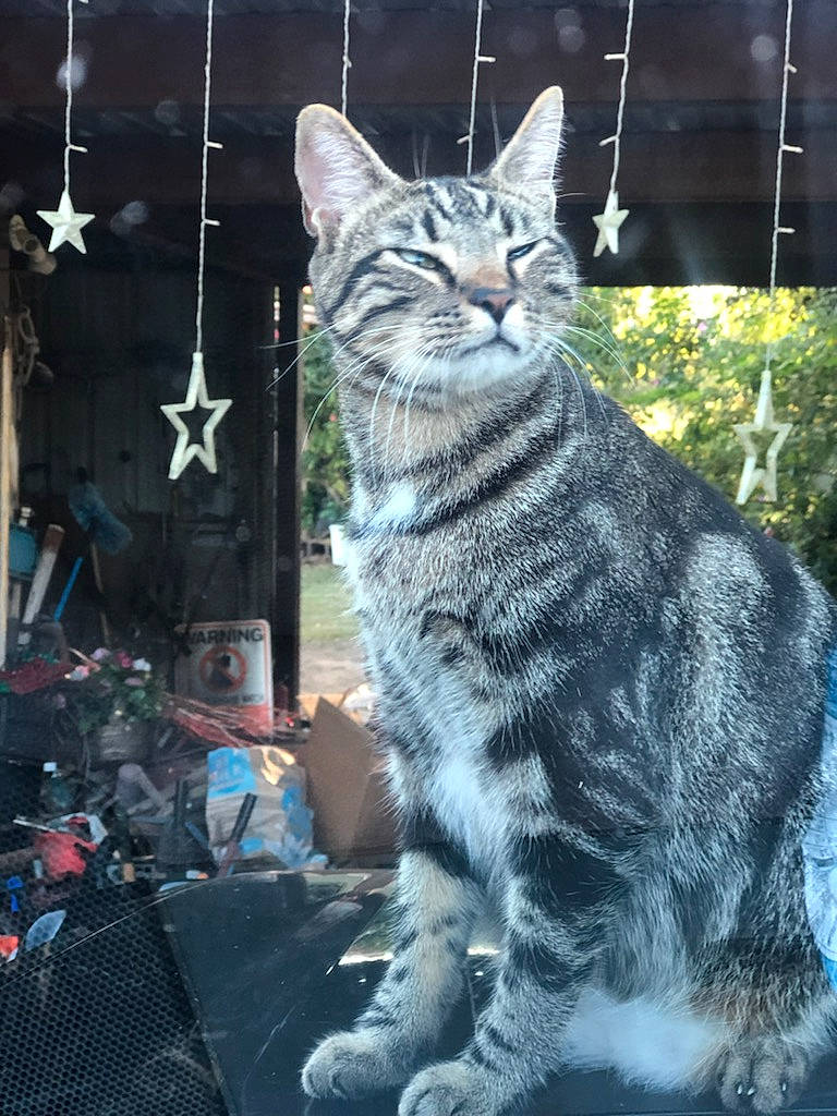 Happy joined the competition — help win amazing prizes! art, carnivore, cat, domestic_short_haired_cat, event, felidae, fur, grass, holiday, paw, small_to_medium_sized_cats, snout, tail, terrestrial_animal, whiskers