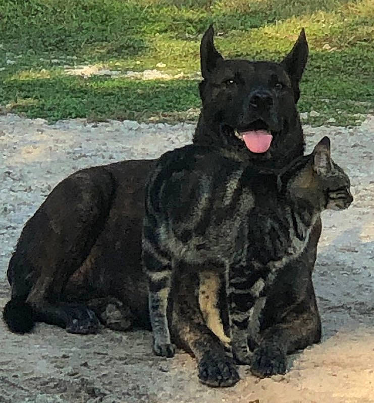 Happy is registered to the contest to win money with this photo: canidae, carnivore, companion_dog, dog, dog_breed, eye, fawn, grass, guard_dog, herding_dog, non_sporting_group, snout, sporting_group, tail, terrestrial_animal, water, wildlife, working_dog