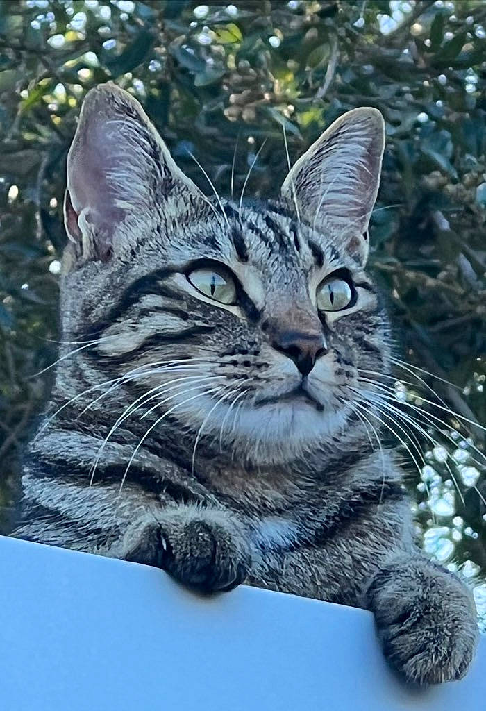 Happy is registered to the contest to win money with this photo: carnivore, cat, conifer, domestic_short_haired_cat, felidae, fur, grass, organism, paw, sky, small_to_medium_sized_cats, snout, tail, terrestrial_animal, tree, twig, whiskers, wildlife, window, winter