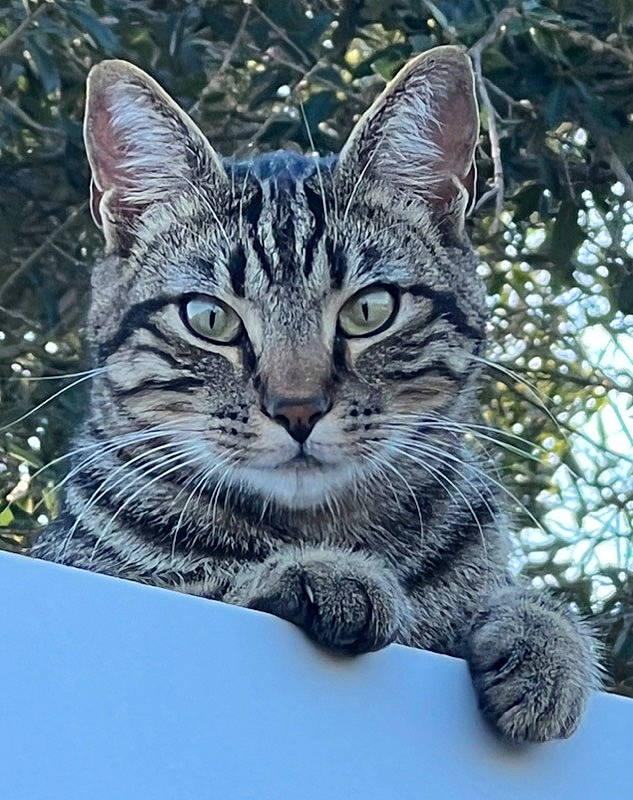 Happy joined the competition — help win amazing prizes! carnivore, cat, domestic_short_haired_cat, felidae, fur, grass, paw, sky, small_to_medium_sized_cats, snout, tail, terrestrial_animal, tree, twig, whiskers, wildlife, window, winter