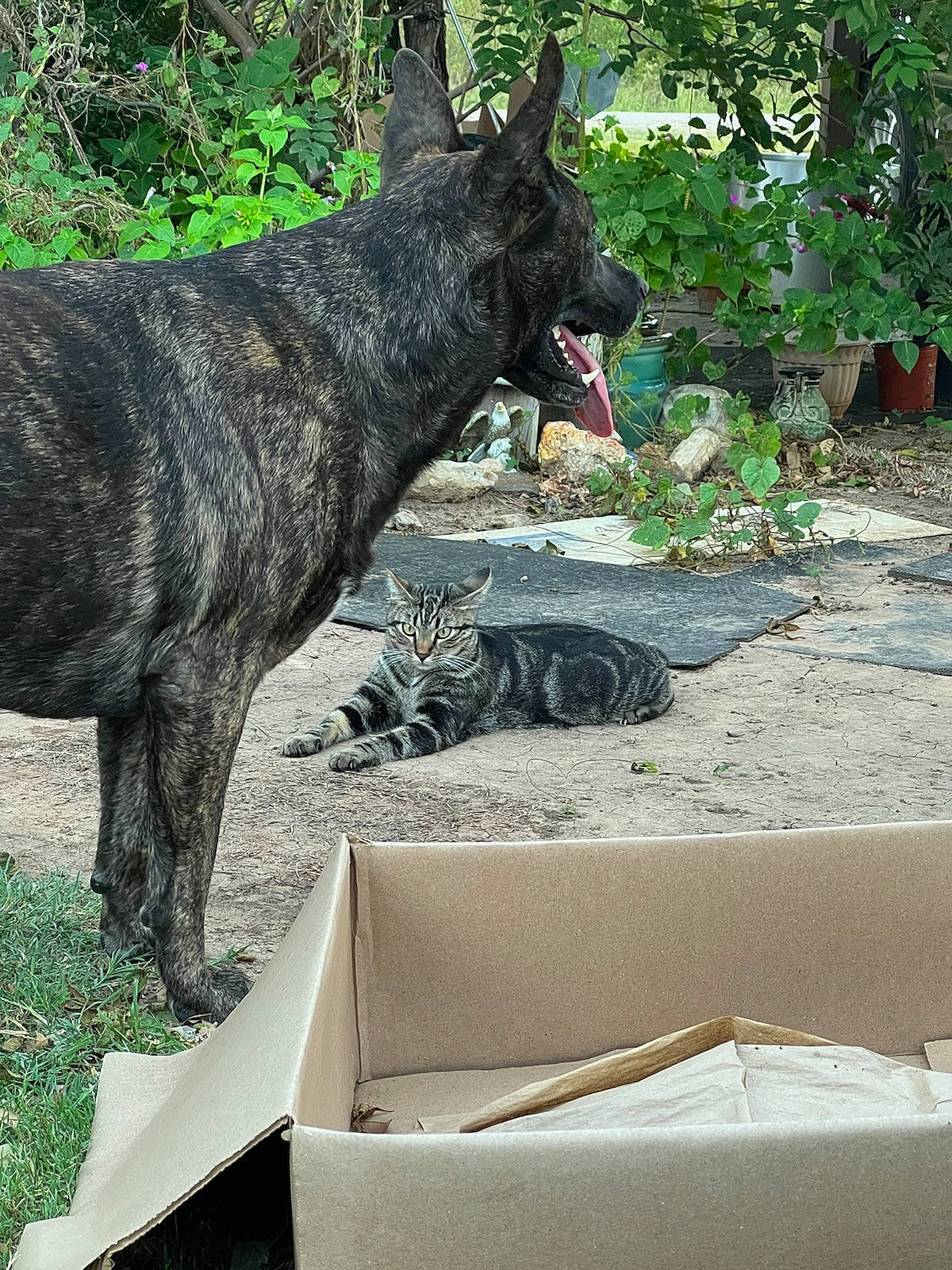 Guapo joined the competition — help win amazing prizes! carnivore, collar, dog, dog_breed, domestic_short_haired_cat, fawn, felidae, fur, garden, grass, plant, sculpture, small_to_medium_sized_cats, soil, tail, terrestrial_animal, tree, trunk, wildlife, working_animal