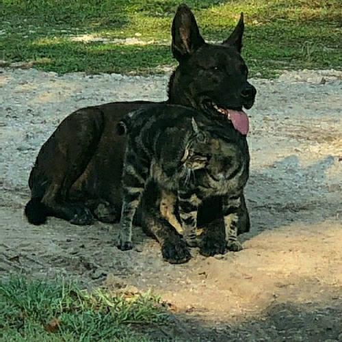 Guapo is registered to the contest to win money with this photo: canidae, carnivore, companion_dog, dog, dog_breed, east_european_shepherd, grass, guard_dog, herding_dog, hunting_dog, non_sporting_group, plant, snout, sporting_group, tail, terrestrial_animal, working_animal, working_dog